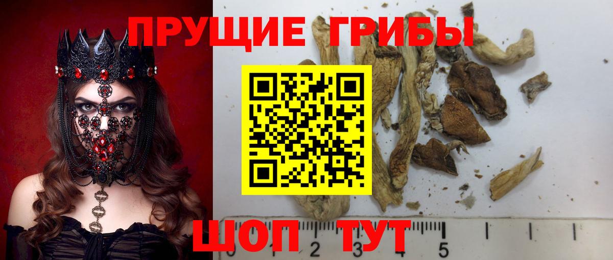 Псилоцибиновые грибы Cubensis Свободный